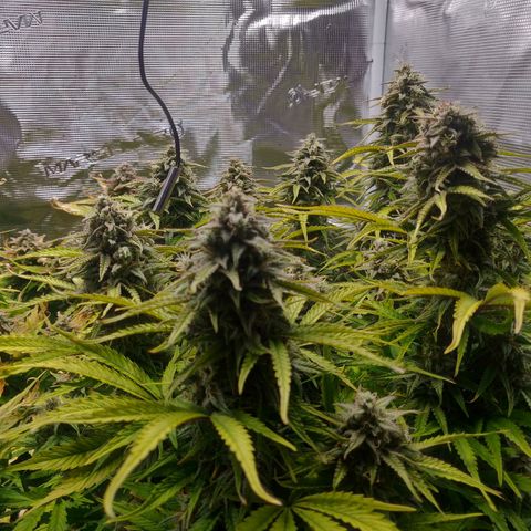 Gorilla cookies auto - seed stocker #2 growlog timeline photo