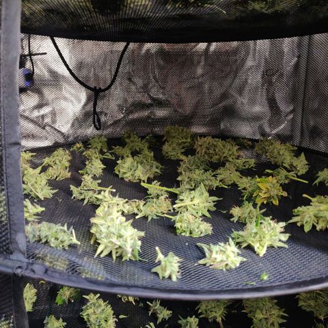 Gorilla cookies auto - seed stocker #2 growlog timeline photo