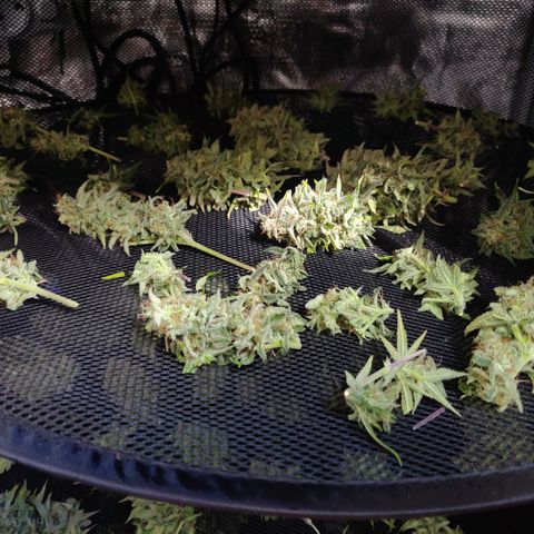 Gorilla cookies auto - seed stocker #2 growlog timeline photo