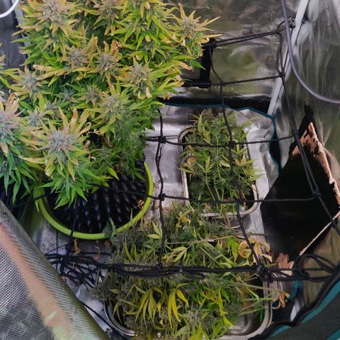 Gorilla cookies auto - seed stocker #2 growlog timeline photo