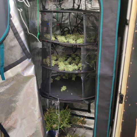 Gorilla cookies auto - seed stocker #2 growlog timeline photo