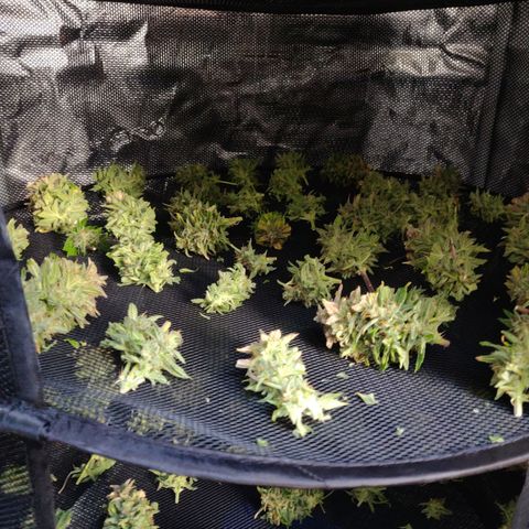 Gorilla cookies auto - seed stocker #2 growlog timeline photo