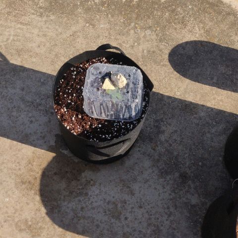 AutoEuforia growlog timeline photo