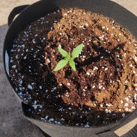 AutoEuforia growlog timeline photo