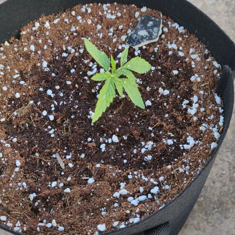AutoEuforia growlog timeline photo