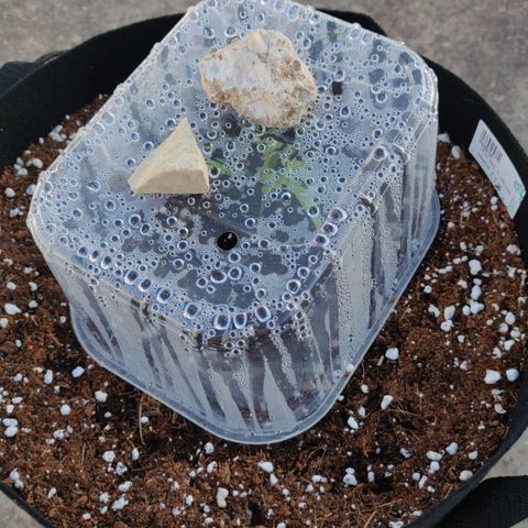AutoEuforia growlog timeline photo