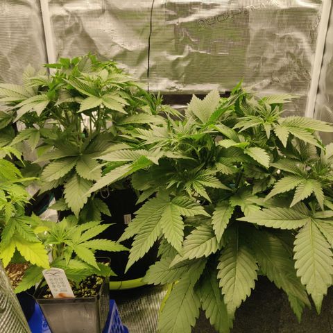 Gorilla cookies auto - seed stocker #2 growlog timeline photo