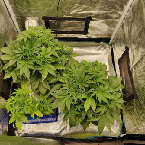 Gorilla cookies auto - seed stocker #2 growlog timeline photo
