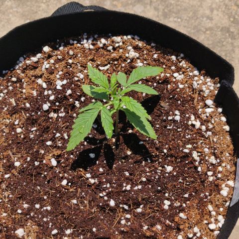 AutoEuforia growlog timeline photo