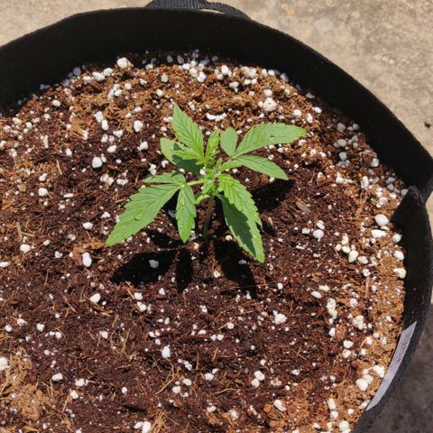 AutoEuforia growlog timeline photo