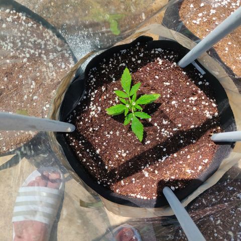 AutoEuforia growlog timeline photo