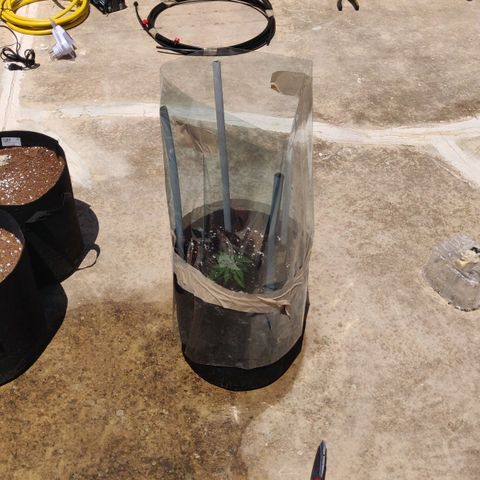 AutoEuforia growlog timeline photo