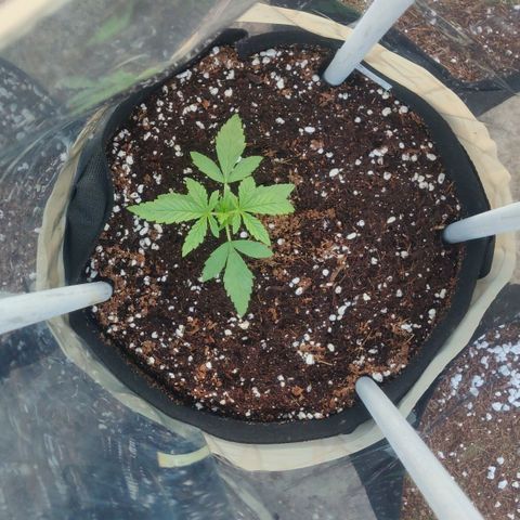AutoEuforia growlog timeline photo
