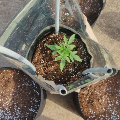 AutoEuforia growlog timeline photo