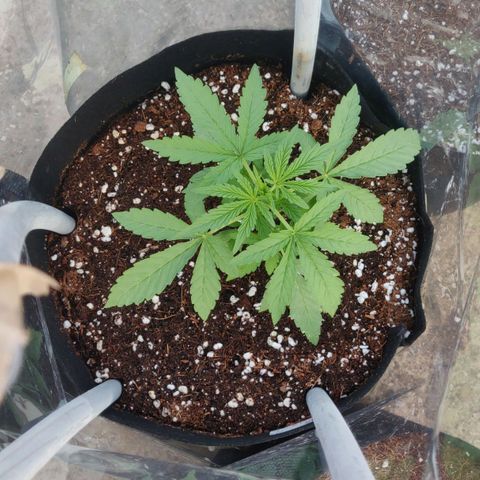 AutoEuforia growlog timeline photo