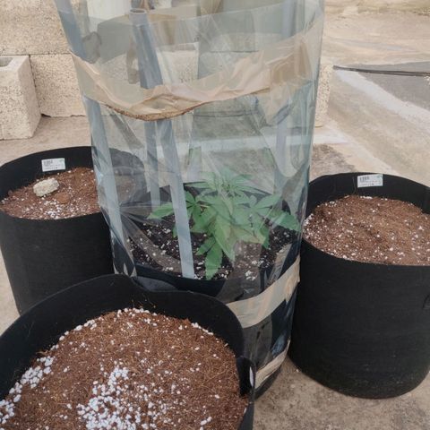 AutoEuforia growlog timeline photo