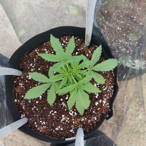 AutoEuforia growlog timeline photo