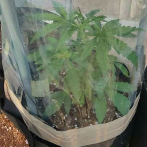 AutoEuforia growlog timeline photo