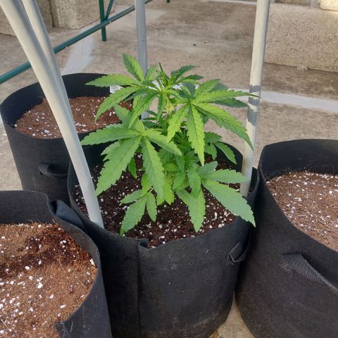 AutoEuforia growlog timeline photo