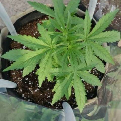 AutoEuforia growlog timeline photo