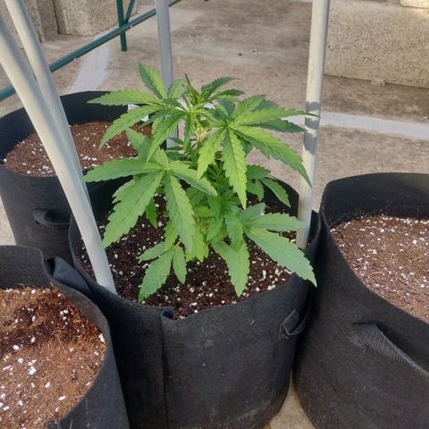 AutoEuforia growlog timeline photo