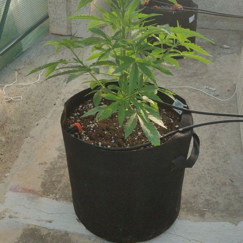 AutoEuforia growlog timeline photo