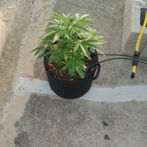 AutoEuforia growlog timeline photo