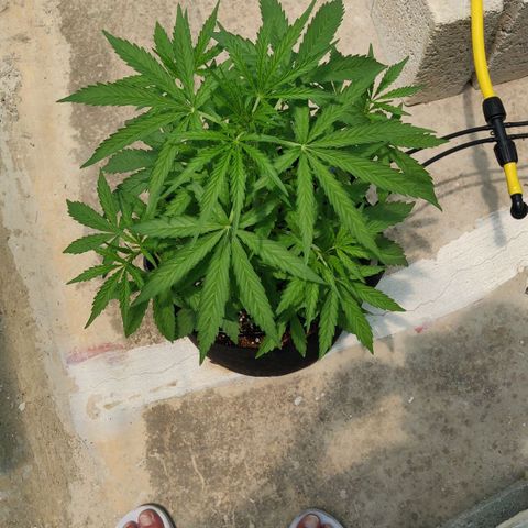 AutoEuforia growlog timeline photo