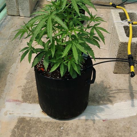 AutoEuforia growlog timeline photo