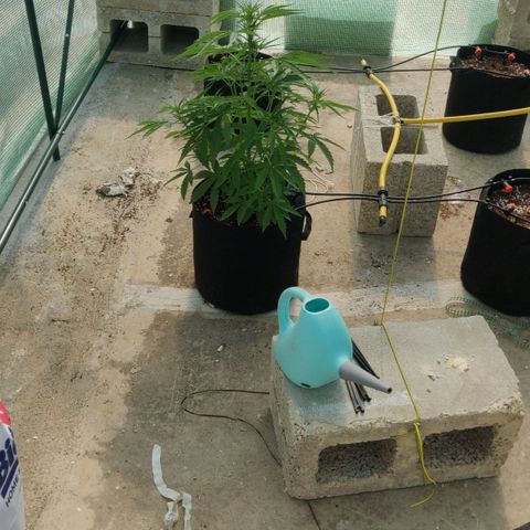 AutoEuforia growlog timeline photo