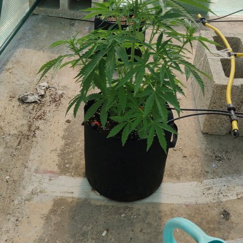 AutoEuforia growlog timeline photo