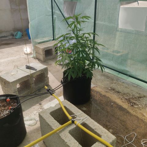 AutoEuforia growlog timeline photo