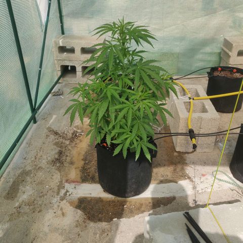 AutoEuforia growlog timeline photo