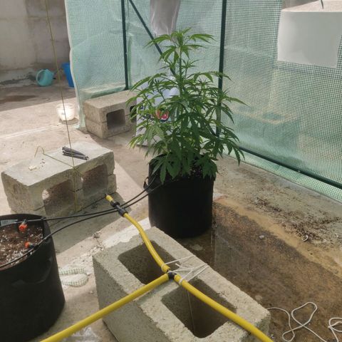 AutoEuforia growlog timeline photo