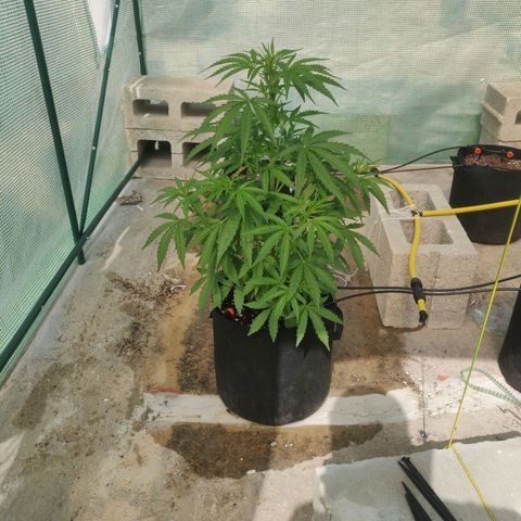 AutoEuforia growlog timeline photo