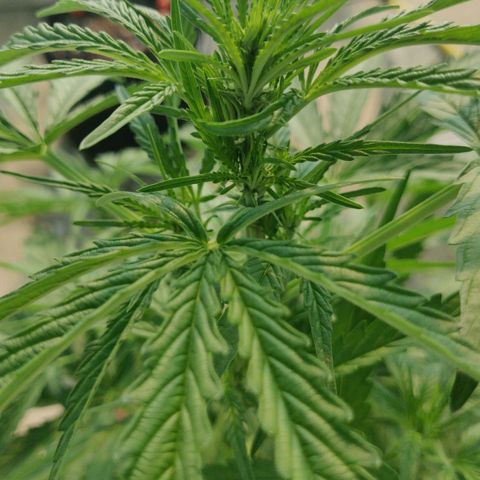 AutoEuforia growlog timeline photo