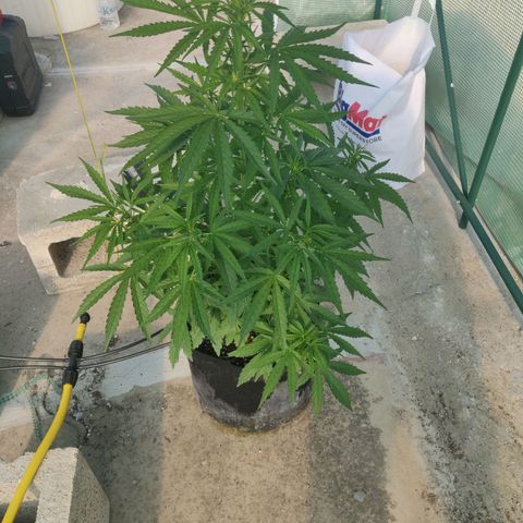 AutoEuforia growlog timeline photo
