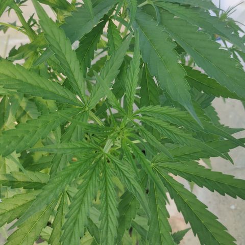 AutoEuforia growlog timeline photo