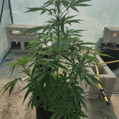 AutoEuforia growlog timeline photo