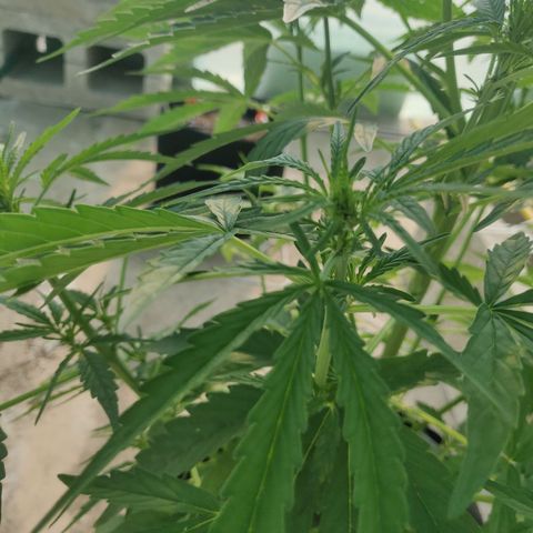 AutoEuforia growlog timeline photo