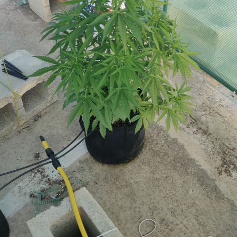 AutoEuforia growlog timeline photo