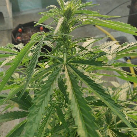 AutoEuforia growlog timeline photo