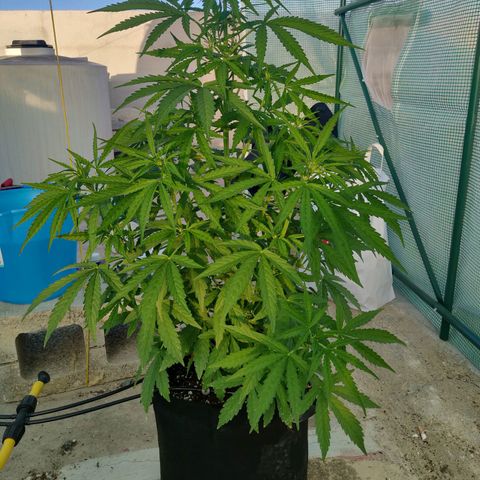 AutoEuforia growlog timeline photo