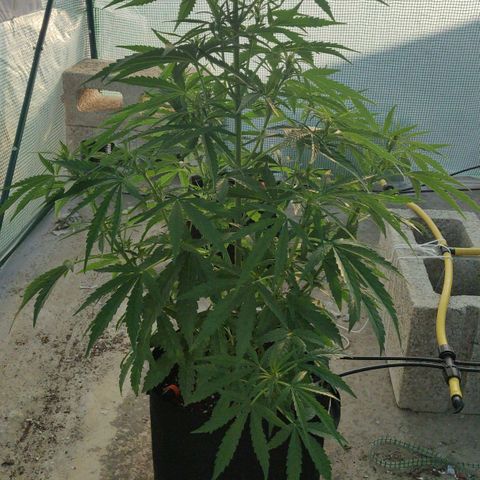 AutoEuforia growlog timeline photo