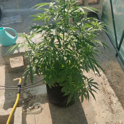 AutoEuforia growlog timeline photo