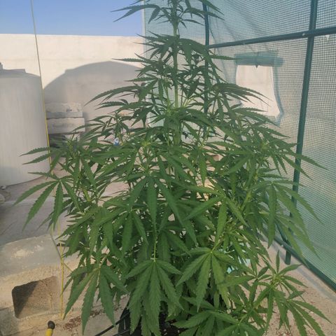 AutoEuforia growlog timeline photo