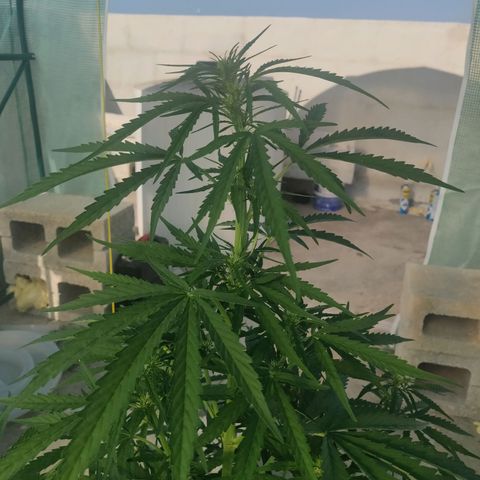 AutoEuforia growlog timeline photo