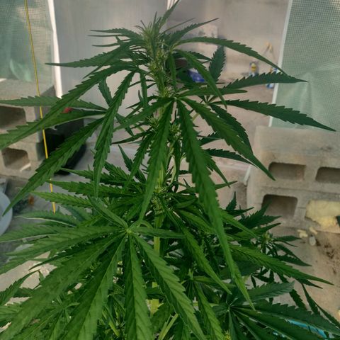 AutoEuforia growlog timeline photo