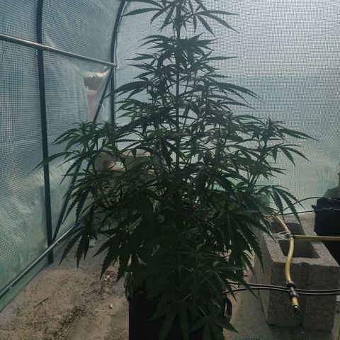 AutoEuforia growlog timeline photo