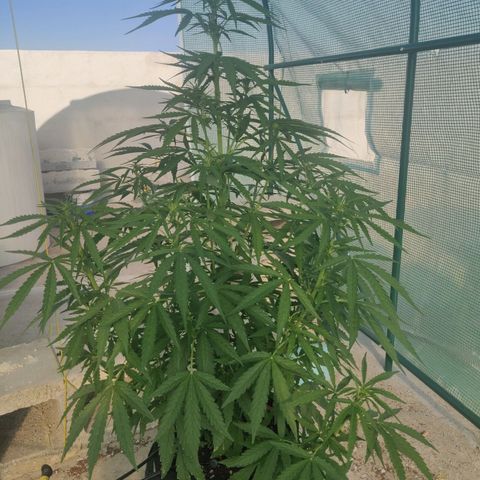 AutoEuforia growlog timeline photo